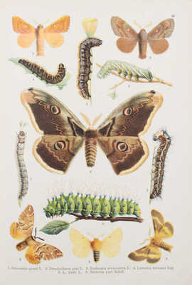 Ламперт К. Атлас бабочек и гусениц Европы и отчасти русско-азиатских владений. СПб.: Изд. А.Ф. Девриена, 1913.